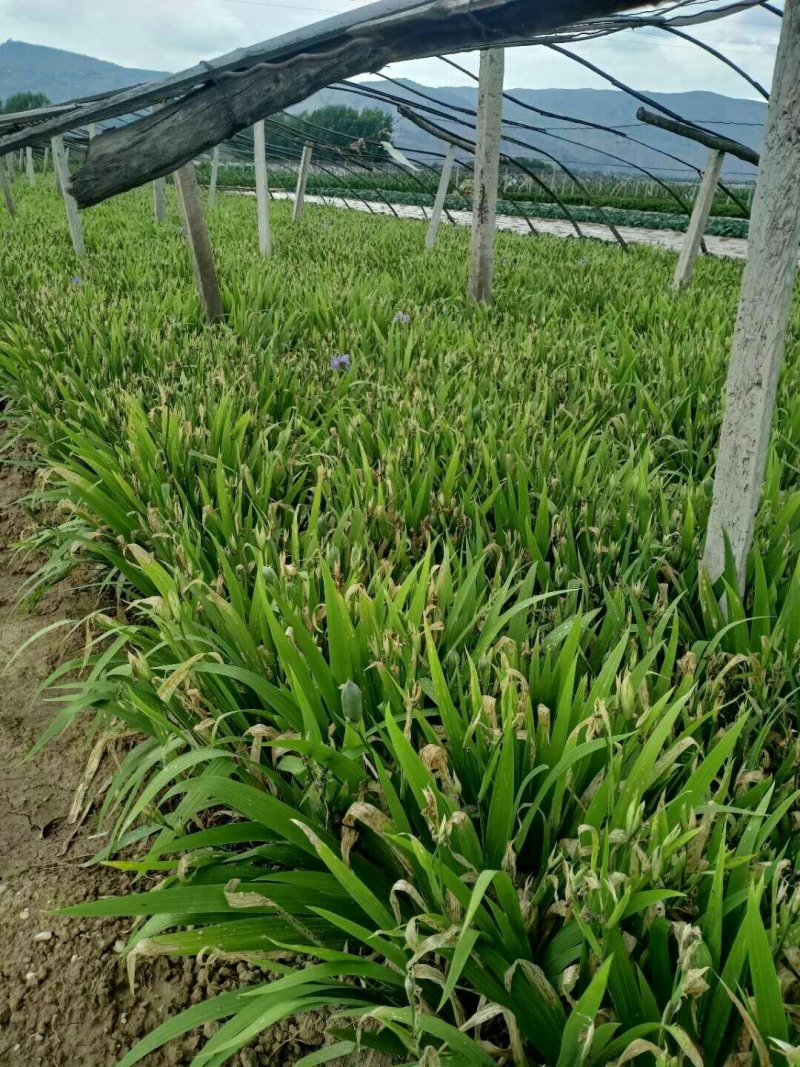 兰花鸢尾