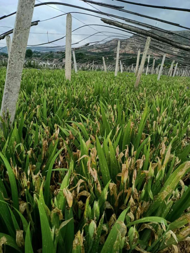 兰花鸢尾