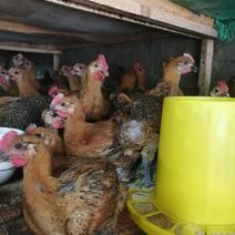 贵州遵义地区常年出售各种鸡鸭鹅苗铁脚麻，青脚麻，脱温苗！