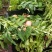 突围毛桃
