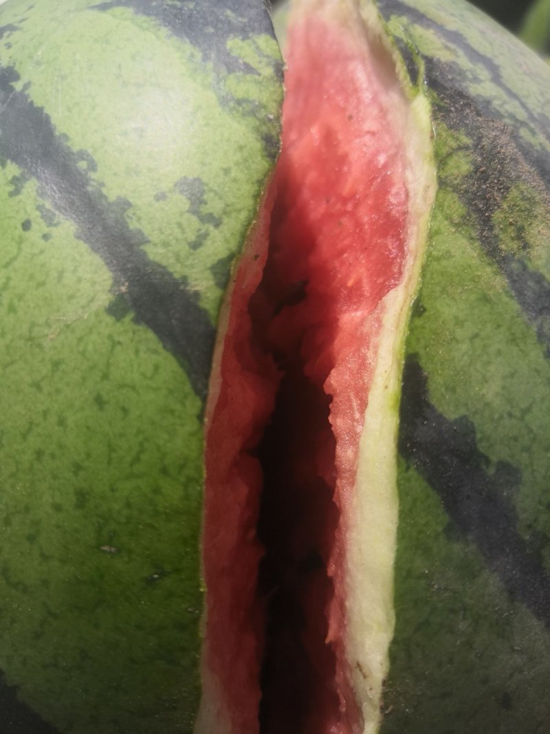京欣西瓜，皮薄肉甜水份多