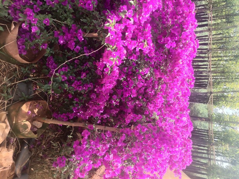 宜良县成芳苗圃合作社出售各种规格三角梅，价格面议