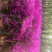宜良县成芳苗圃合作社出售各种规格三角梅，价格面议
