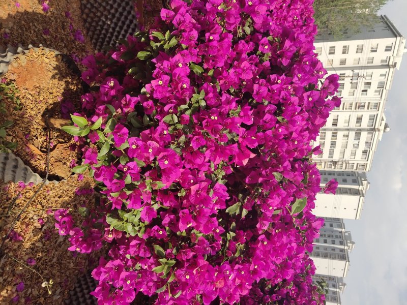 宜良县成芳苗圃合作社出售各种规格三角梅，价格面议