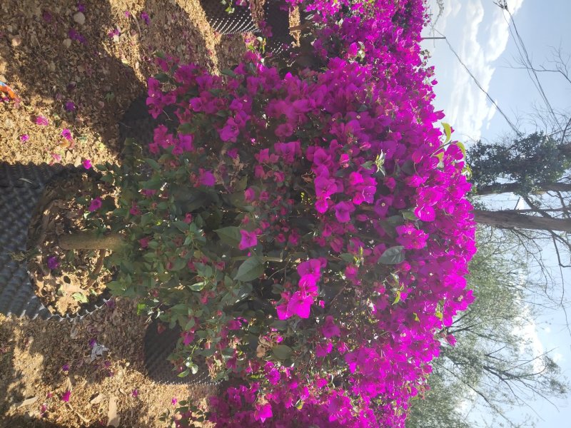 宜良县成芳苗圃合作社出售各种规格三角梅，价格面议