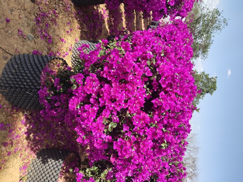 宜良县成芳苗圃合作社出售各种规格三角梅，价格面议