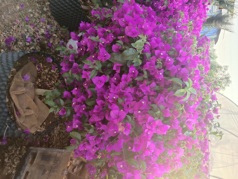 宜良县成芳苗圃合作社出售各种规格三角梅，价格面议