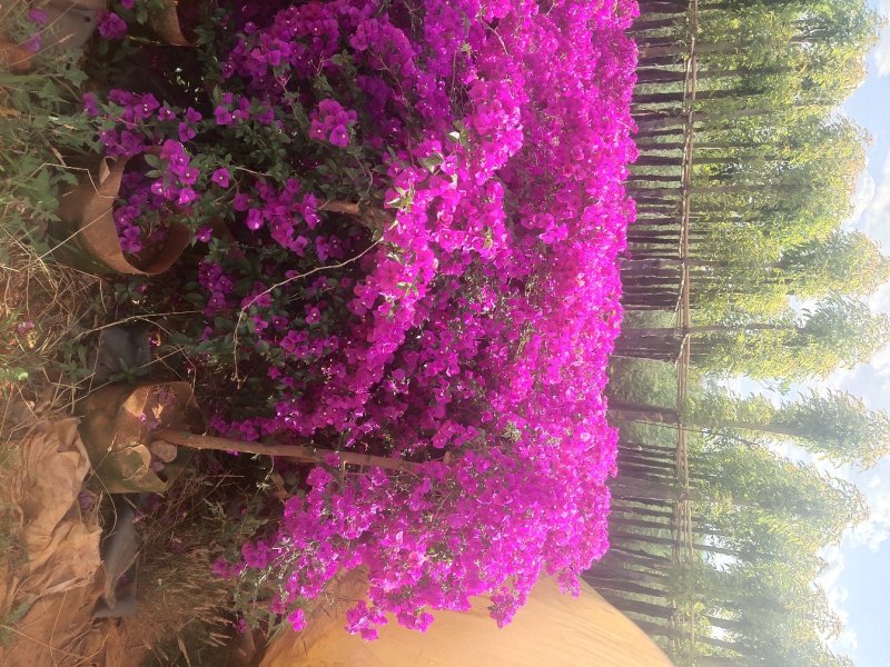 宜良县成芳苗圃合作社出售各种规格三角梅，价格面议