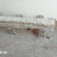 广西特产米粉干切粉干粉河粉扁粉宽粉细粉扎粉石磨纯手工米线
