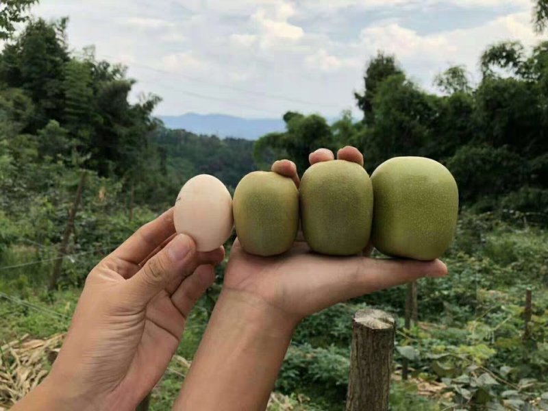 四川红心猕猴桃红阳东红各种规格齐全专业代办团队