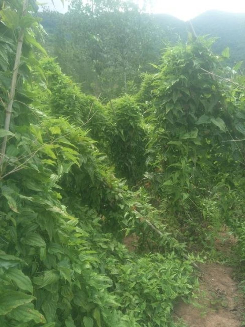 百部苗保证成活率免费提供种植技术
