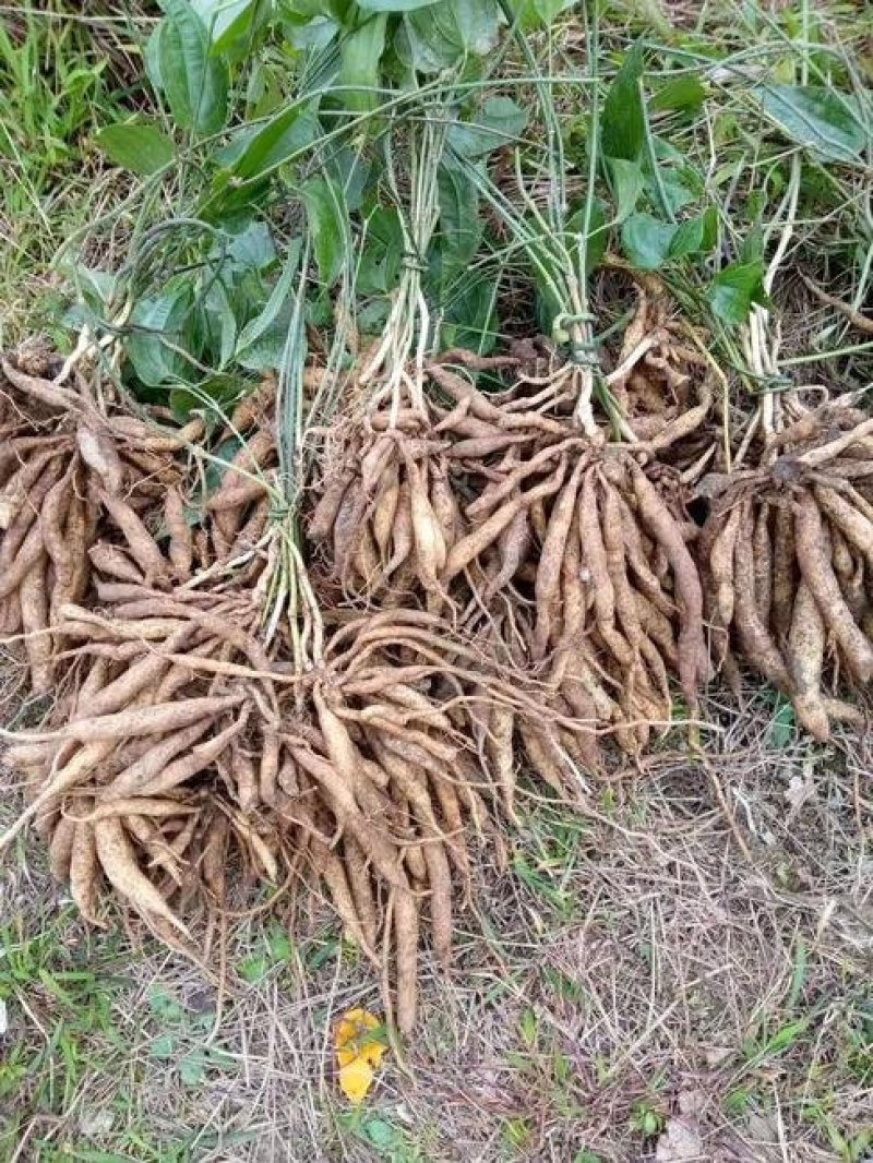百部苗保证成活率免费提供种植技术