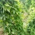 百部苗保证成活率免费提供种植技术