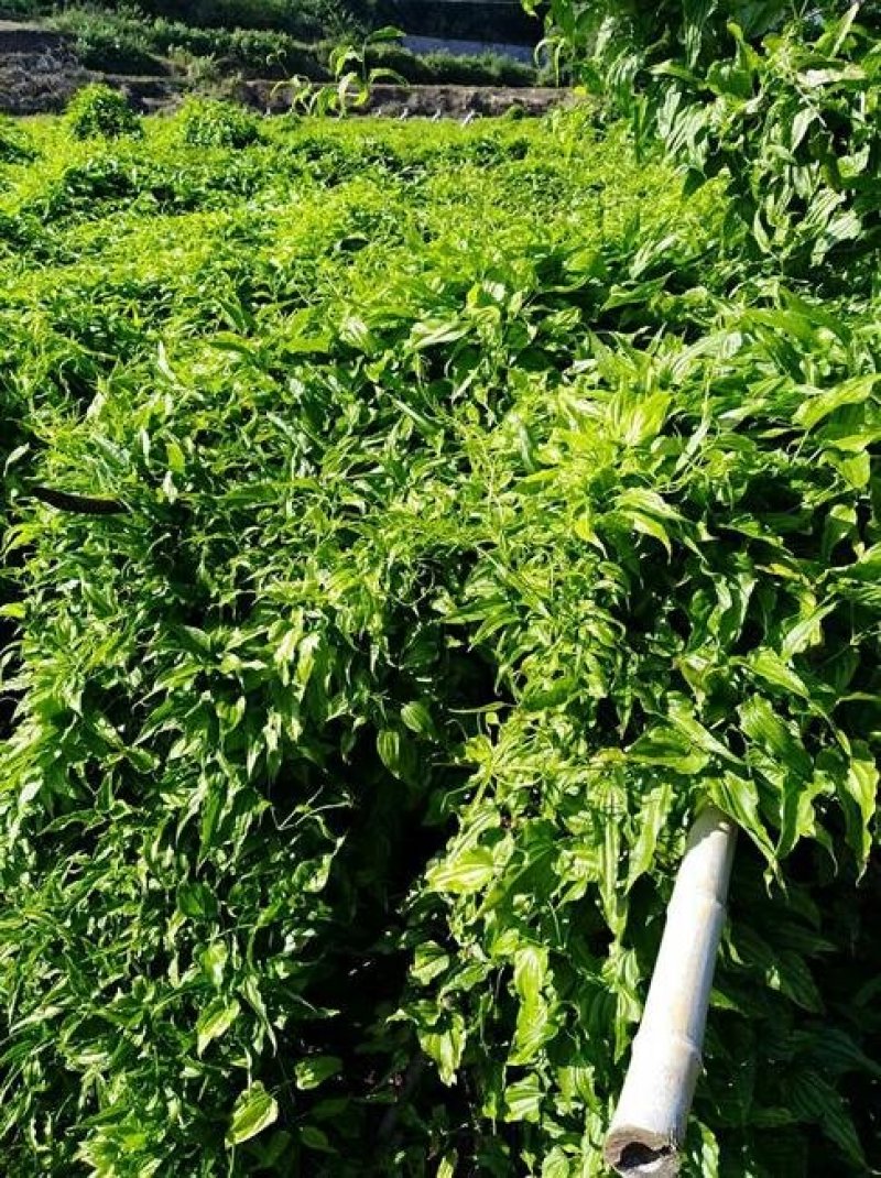 百部苗保证成活率免费提供种植技术