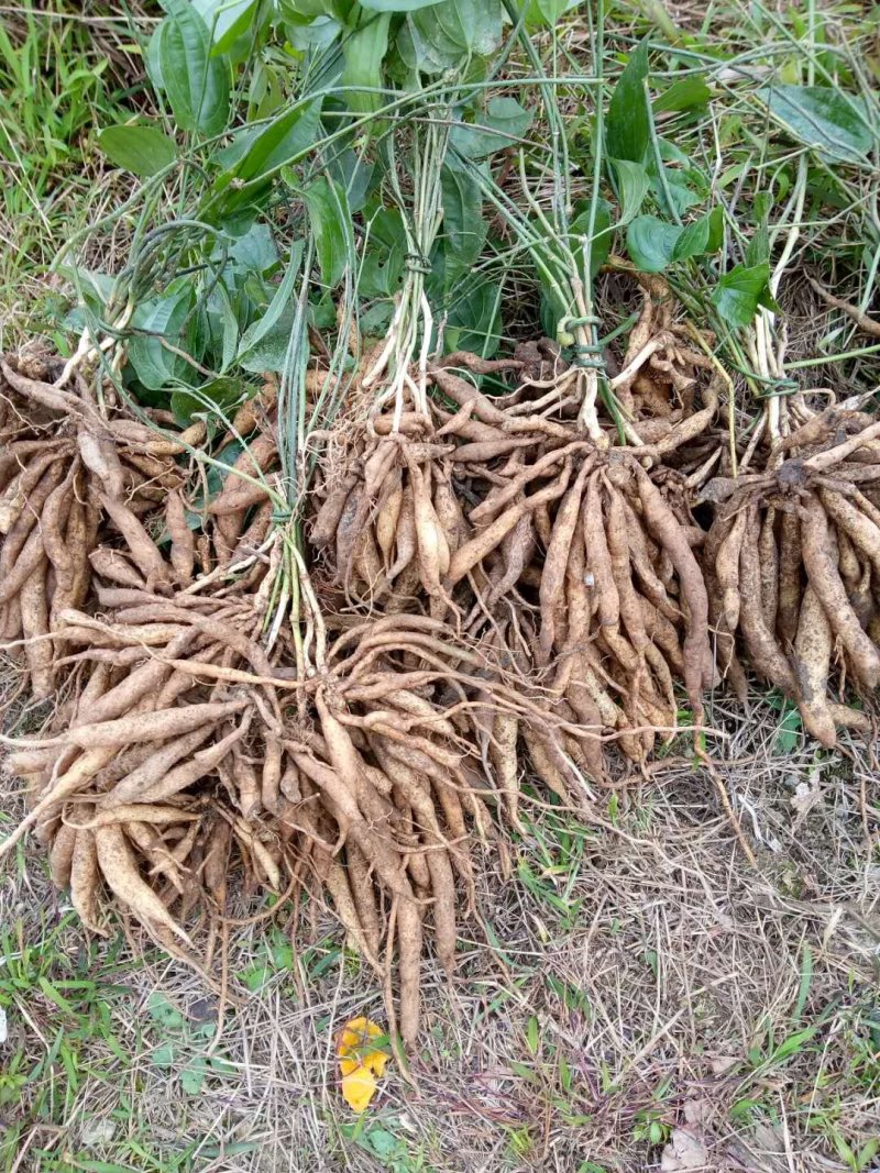 百部苗保证成活率免费提供种植技术