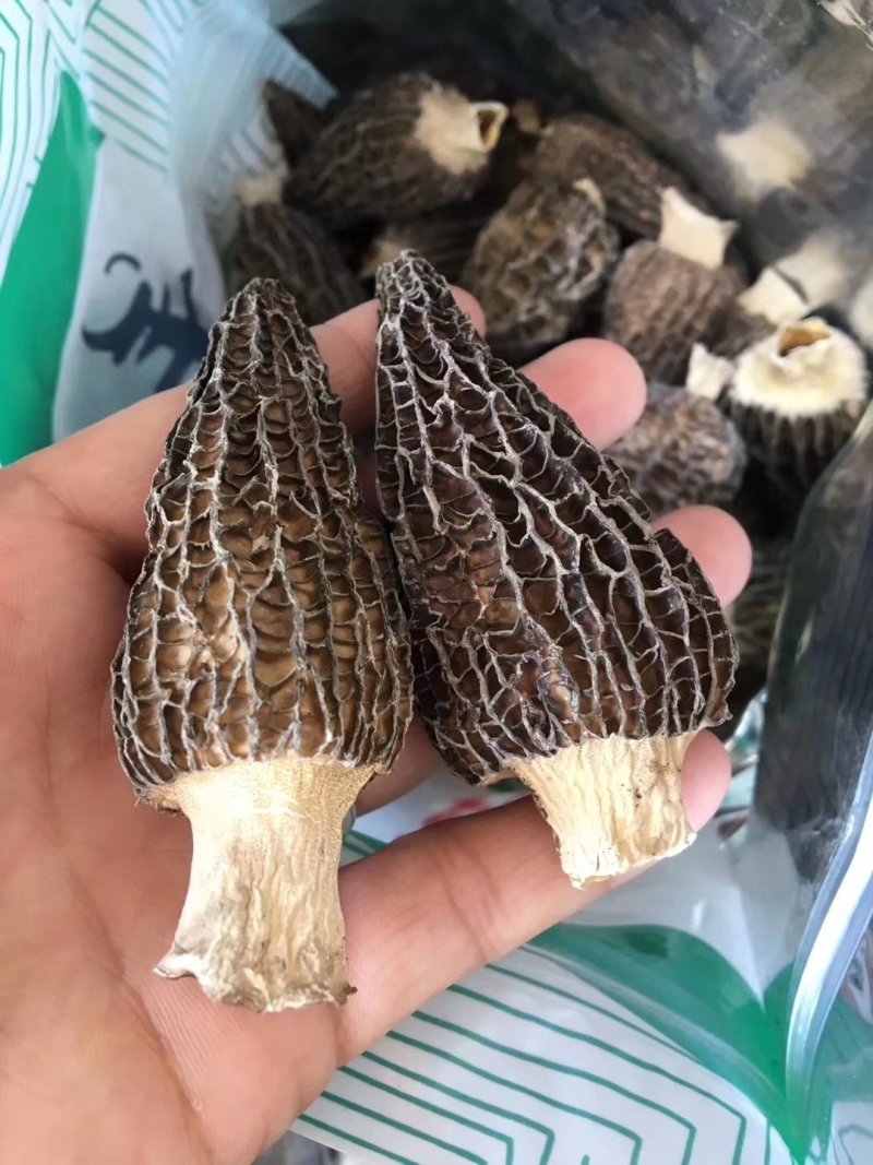 羊肚菌