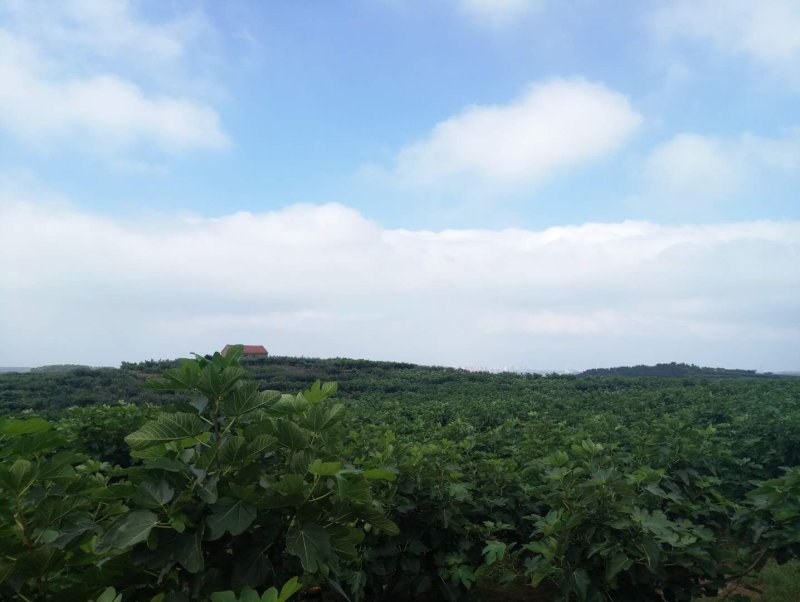 威海新鲜无花果专业冷链空运一件代发
