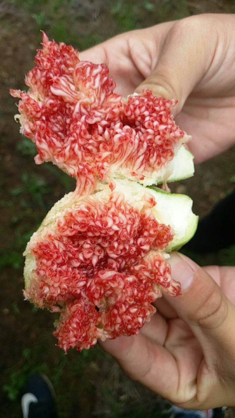 威海新鲜无花果专业冷链空运一件代发