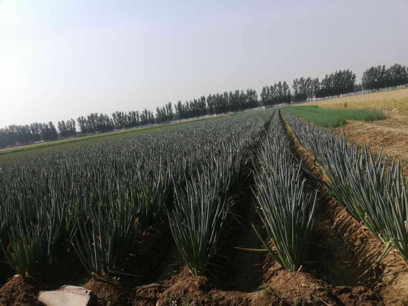 大葱铁杆钢葱！