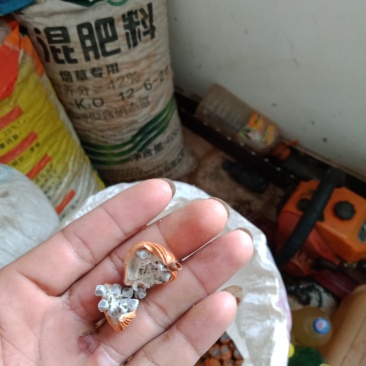 砂仁《干货