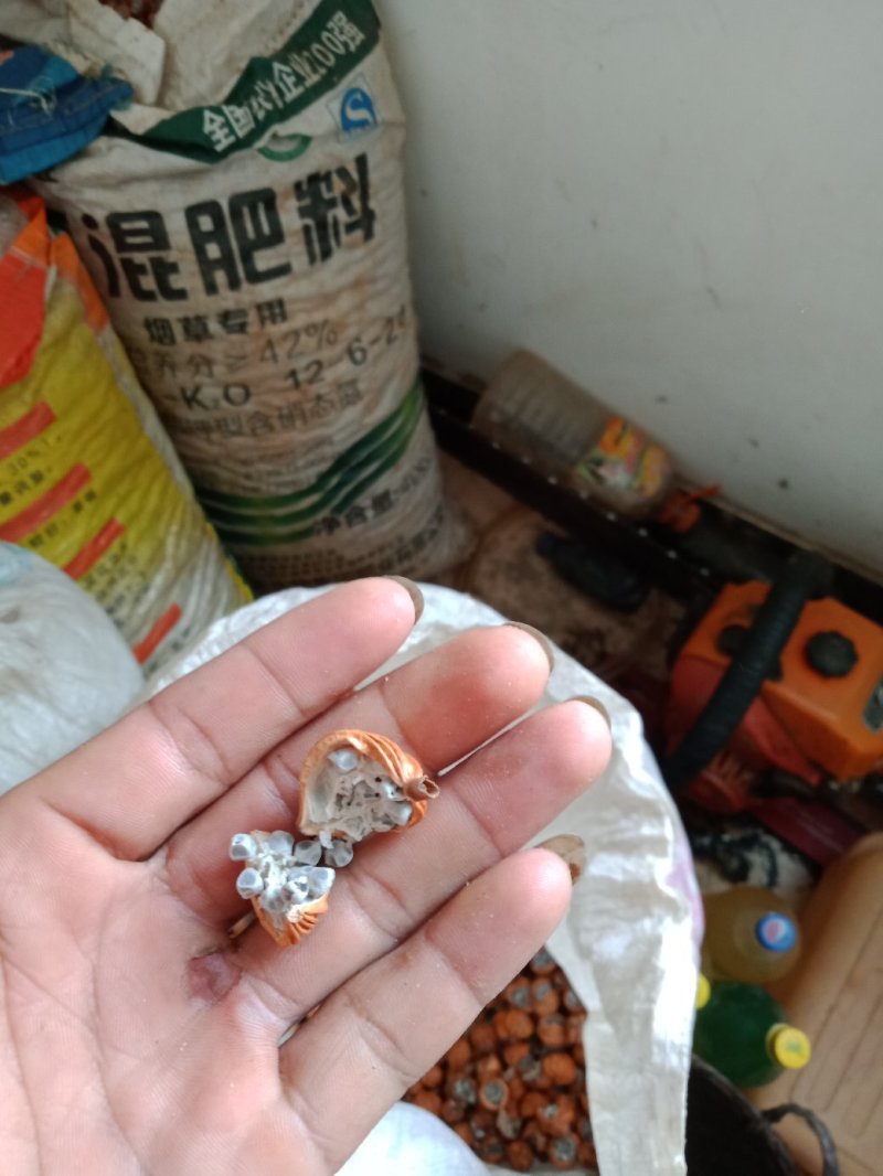 砂仁《干货