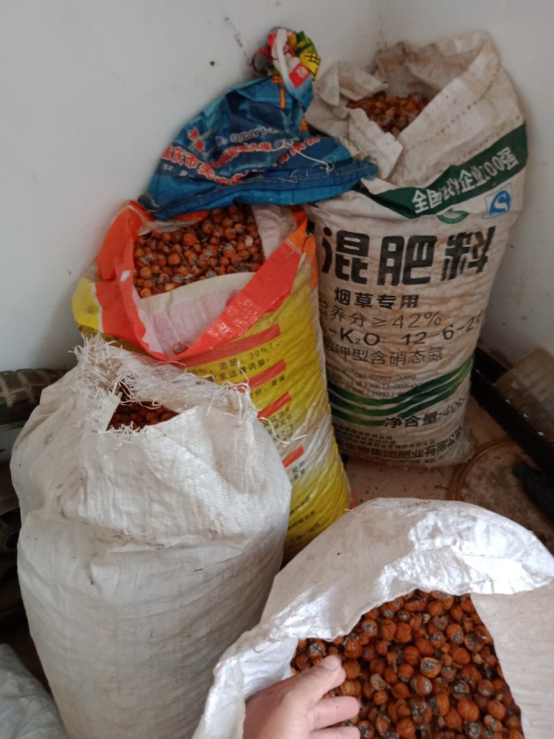 砂仁《干货
