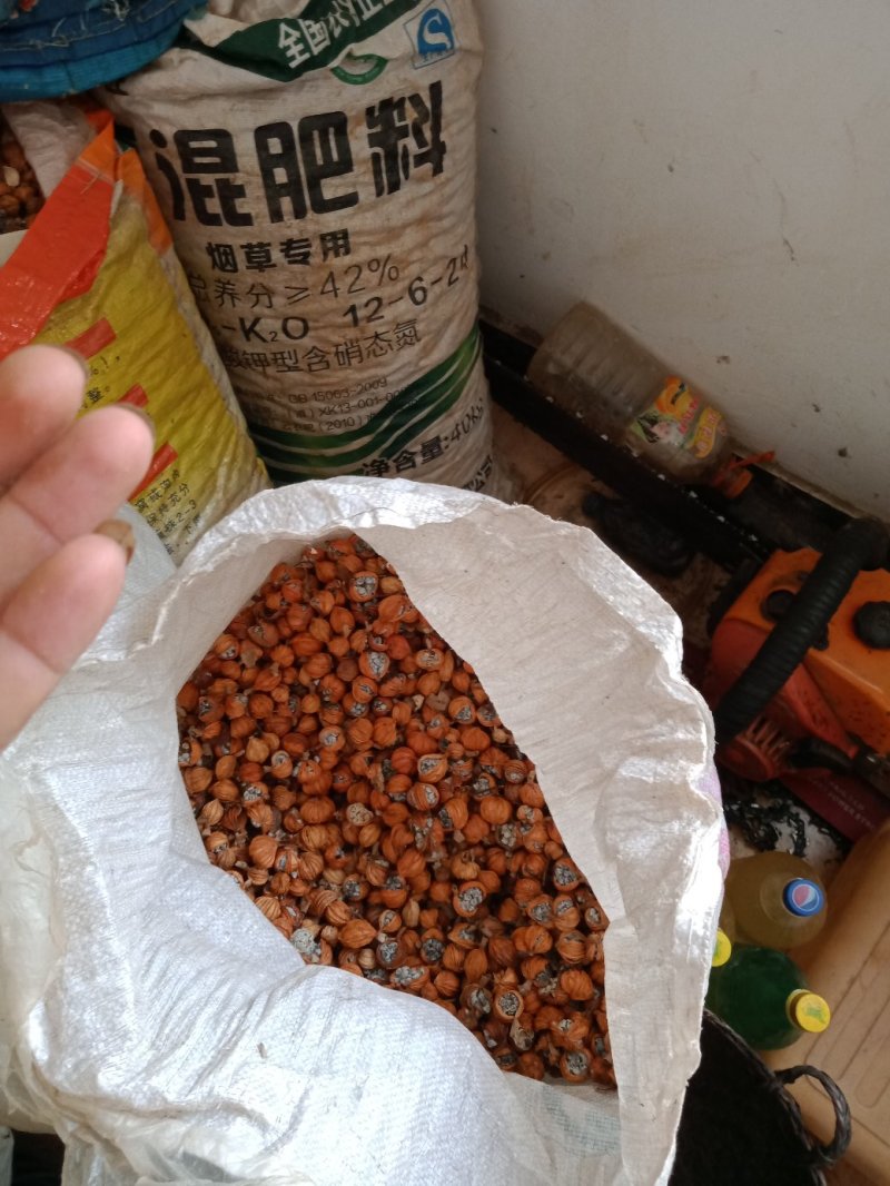 砂仁《干货