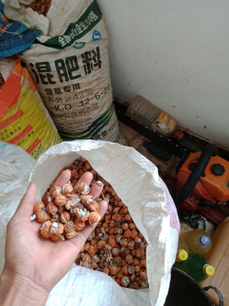 砂仁《干货