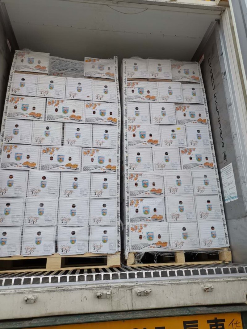 原装进口埃及夏橙皮薄多汁埃及酸橙