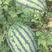 西瓜，本地山瓜抗病天龙，绿宝，甜度高，一手货源