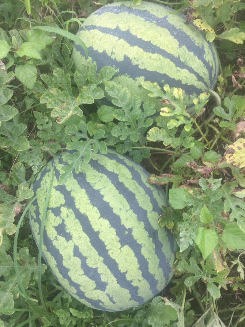 西瓜，本地山瓜抗病天龙，绿宝，甜度高，一手货源