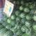 西瓜，本地山瓜抗病天龙，绿宝，甜度高，一手货源