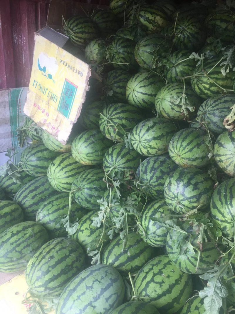 西瓜，本地山瓜抗病天龙，绿宝，甜度高，一手货源