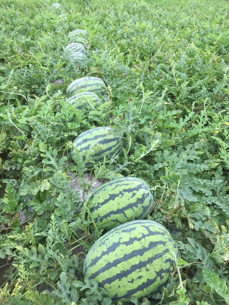 西瓜，本地山瓜抗病天龙，绿宝，甜度高，一手货源