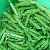 吉林公主岭豌豆大量上市，质量好，欢迎采购！