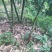 甜竹笋