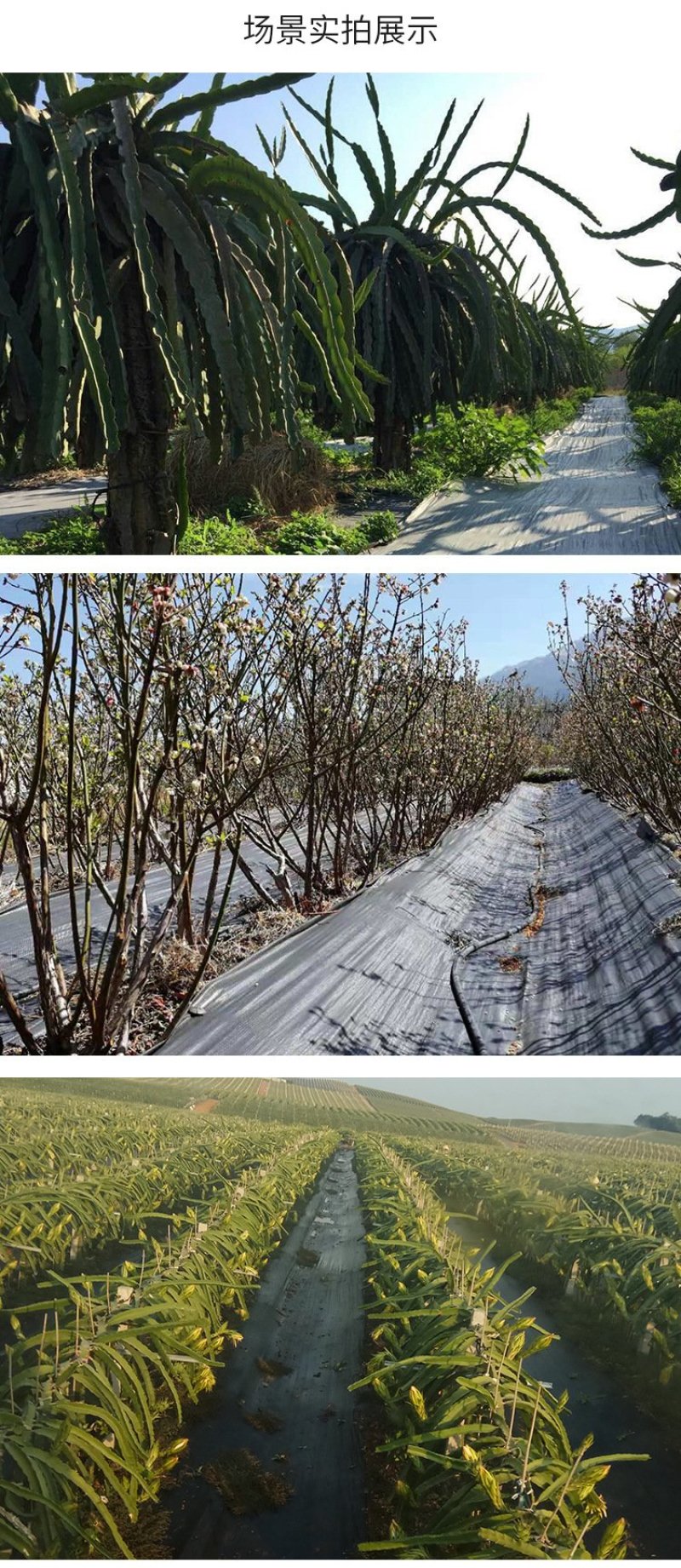 德裕农友高密度防草布除草布园艺地布厂商源头直销