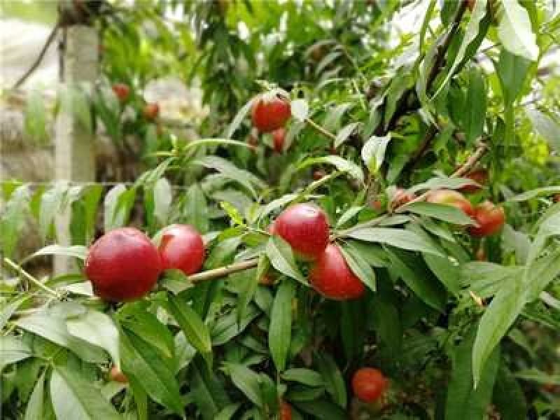 各种陆地油桃、毛桃大量上市