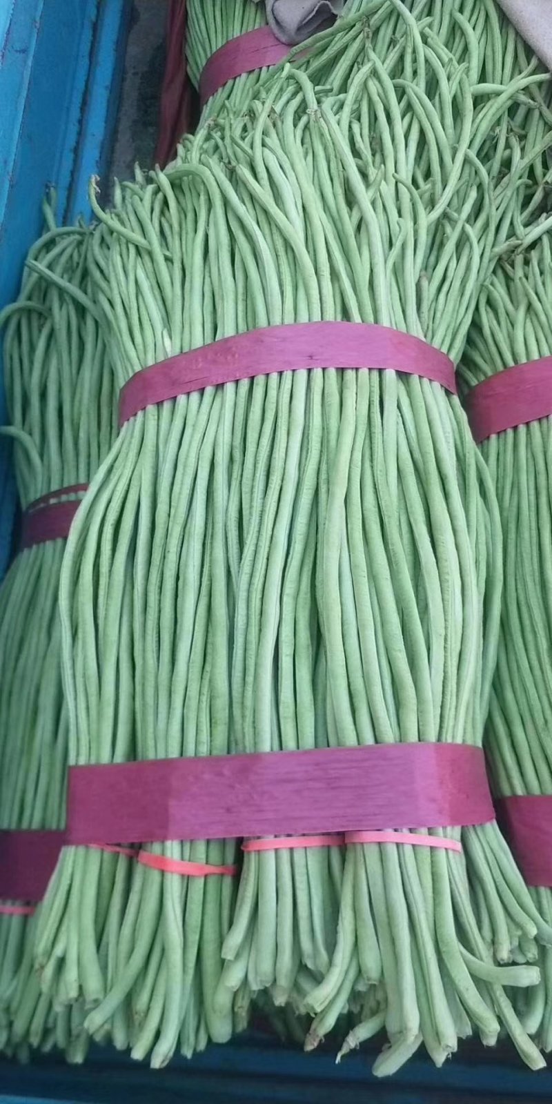 【推荐】产地大量供应精品长豆角，人工包装冷库齐全