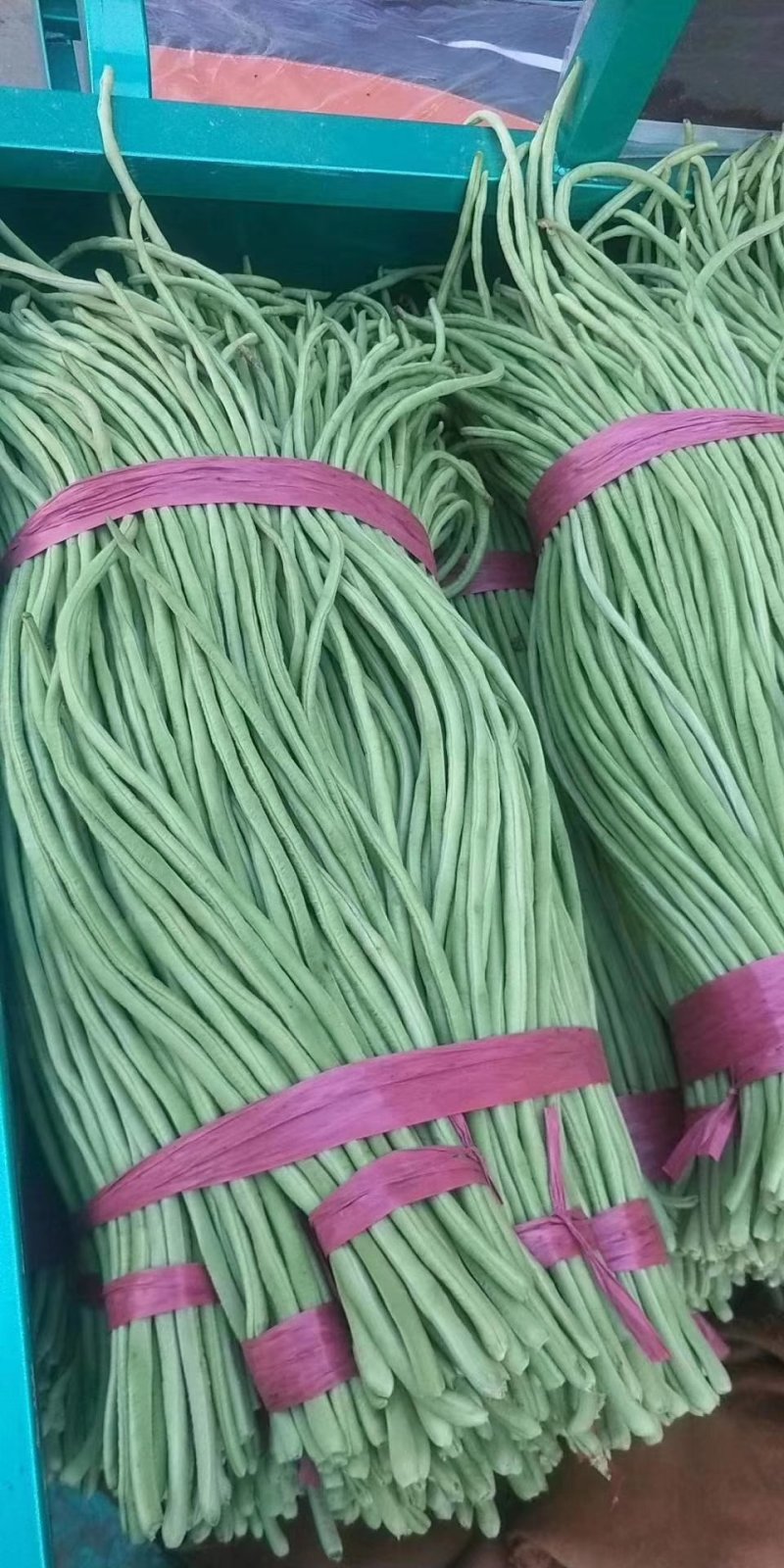 【推荐】产地大量供应精品长豆角，人工包装冷库齐全