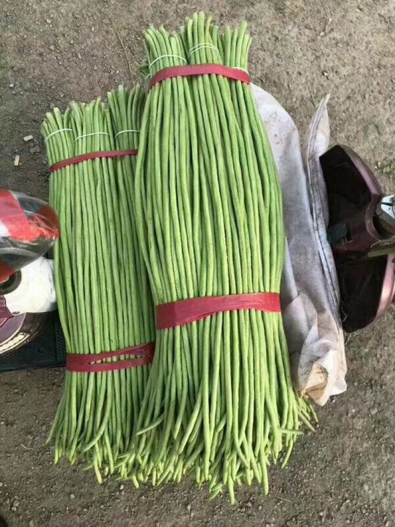 【推荐】产地大量供应精品长豆角，人工包装冷库齐全