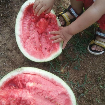 西瓜