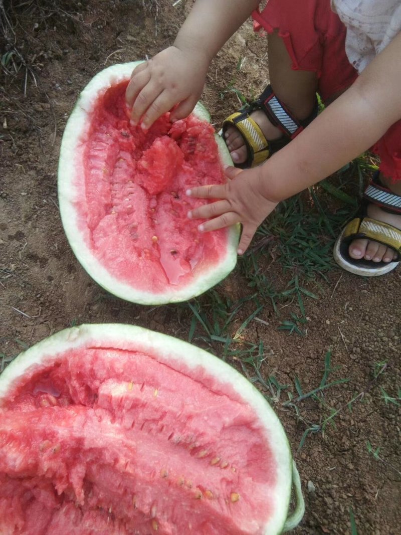 西瓜