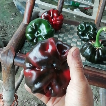 灯笼椒