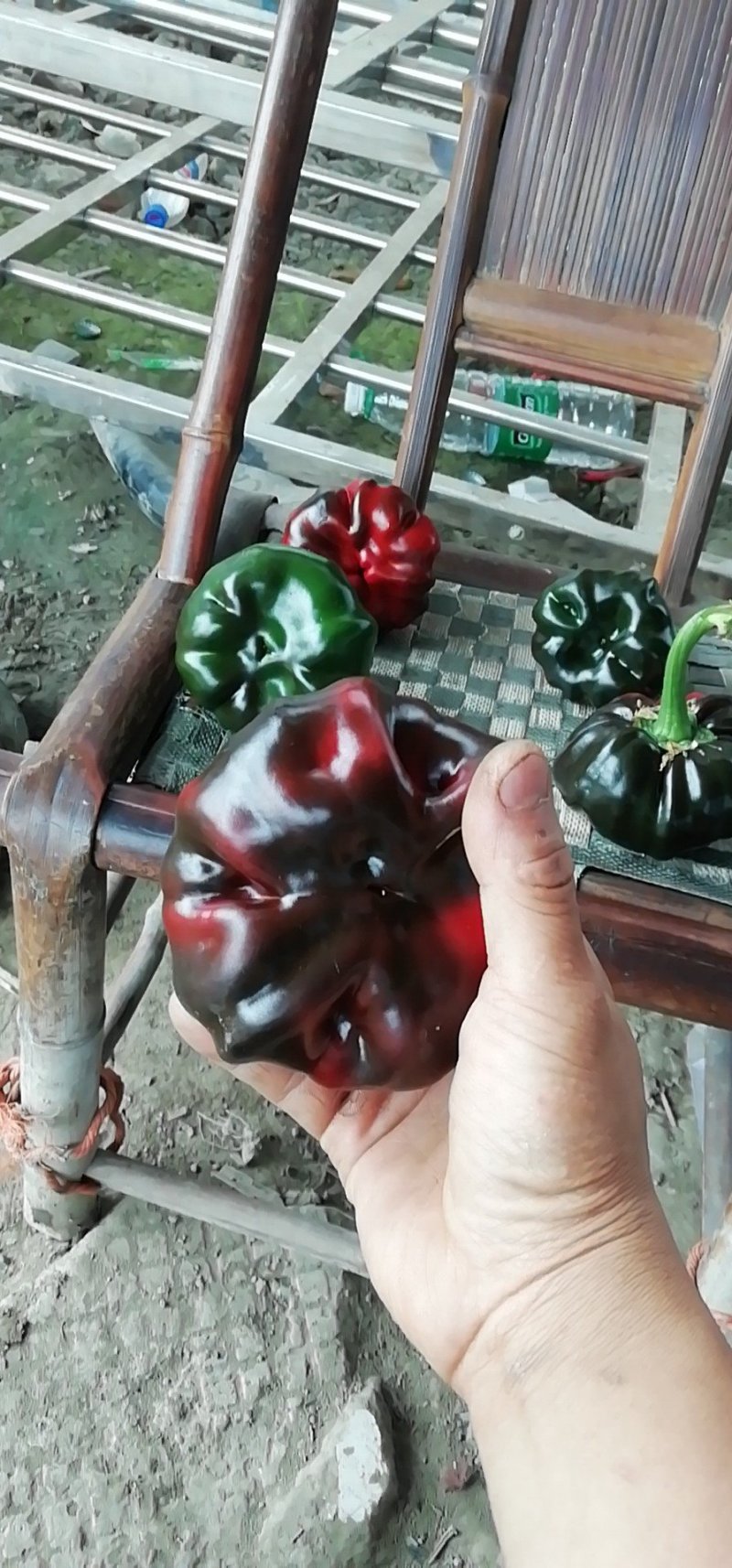 灯笼椒