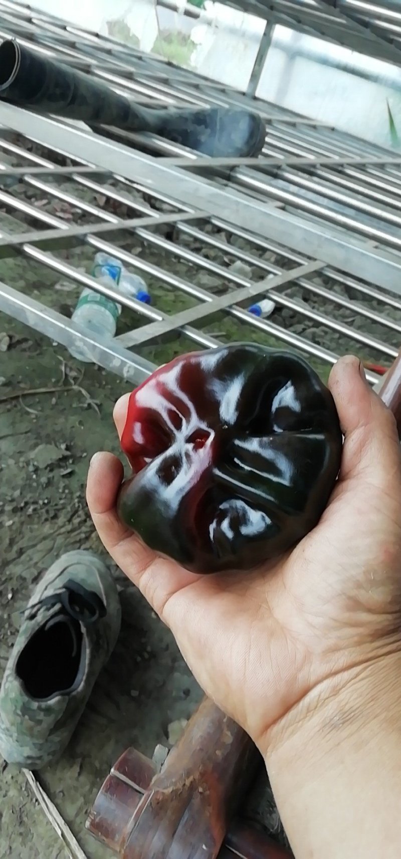 灯笼椒