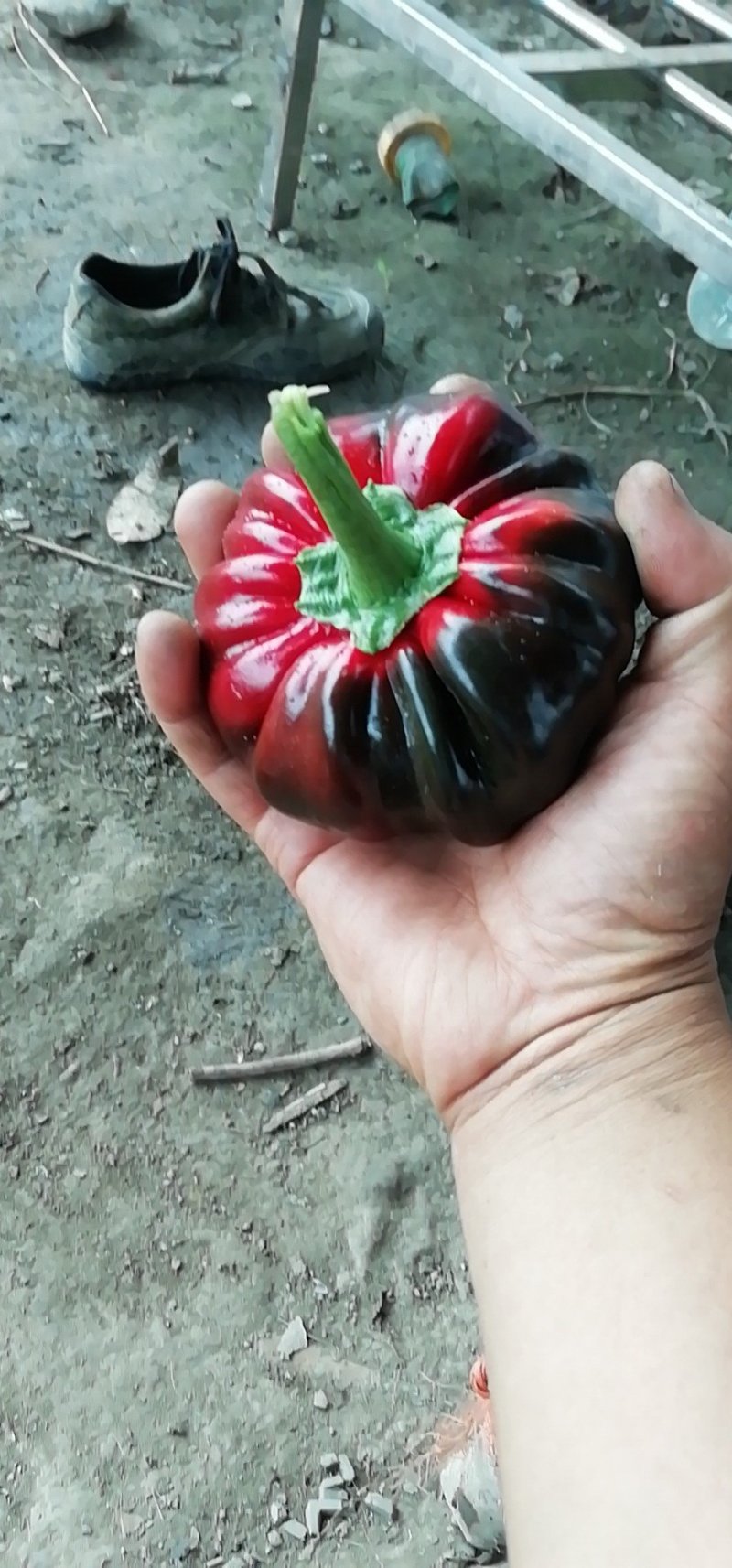 灯笼椒