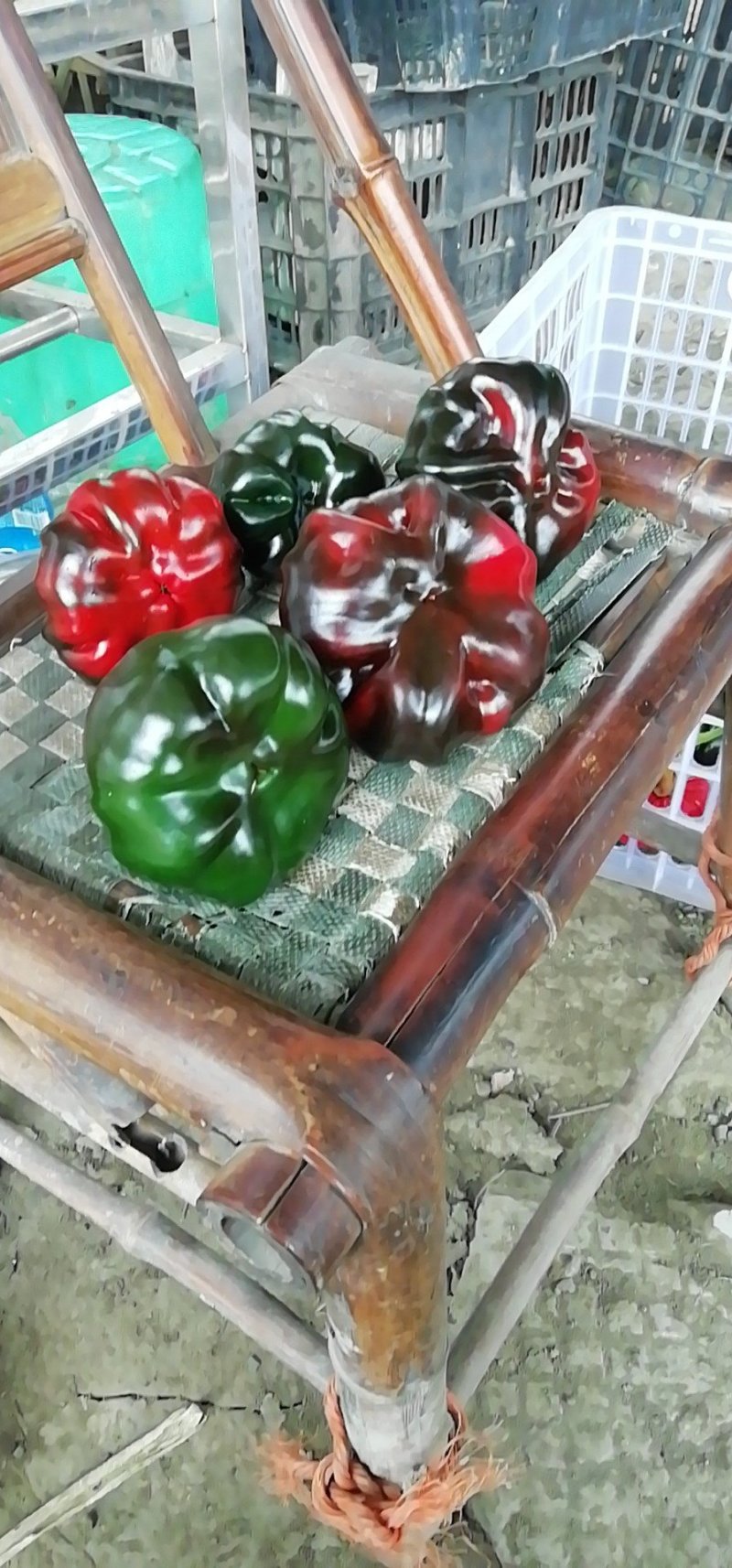 灯笼椒
