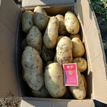 河北荷兰十五土豆，纯沙土地种植，诚信代发！