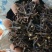 钩藤平钩、钩藤精品货含量高